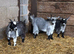 Pygmy Goat Wethers