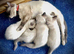 Beautiful Siamese x Ragdoll Kittens
