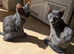 Stunning Russian blue kitten last one left