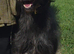 Wheaten greyhound (dog)
