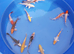 Koi Carp lovely bright colour s