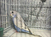 Budgie babies