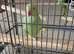 PAIR OF RINGNECKS