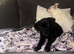 Beautiful Lab x Staff puppy