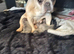 French bulldog cross Chihuahua