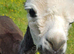 Stunning boy for sale