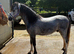 Two year old , Registered section a gelding