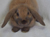 Microchipped Mini Lop Males