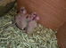 Proven pair cockateils