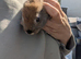 Baby bunnies for rehoming