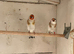 goldfinches