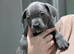 Blue staffies