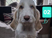 Italian Spinone