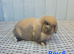 3 Baby mini lops