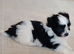 Shih tuz cross pomeranian