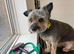 Dog groomers opened in Frosts Garden centre Willington