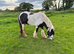 Tommy 13.1 6 year old gelding