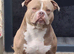 Pocket bully