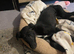 Lurcher puppy female for sale