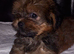 Imperial shih tzu x Yorkshire terrier puppys
