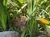 Ginger Kitten - fully vaccinated