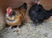 Pair of necked neck bantam chickens