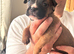 Stunning litter ready 16th June