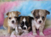 Long & smooth coat chihuahuas