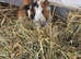 Baby Texel Guinea pig boys