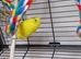 Two semi tame budgies cage and accessories
