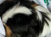 Four Guinea pigs for sale