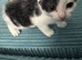 Kitten