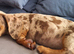 Minature dachshunds