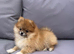 ** KC ORANGE SABLE POMERANIAN GIRL**