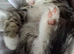 2 kittens