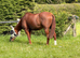 Ex polo pony