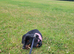 3mth old miniature dachshund