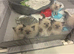 colour point ragdoll kittens only 2 left