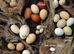 PEKIN BANTAM HATCHING EGGS / eggs laid daily / ready to send 24 hour tracked post