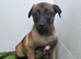 Belgium Shepherd puppies for sale