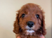 F1 Toy Fully Health Tested Girl Cavapoo’s