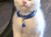 Main coon x Scottish fold