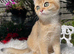 Golden Female Kitten Ready Now