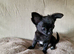 REDUCED Chihuahua Puppies READY NOW