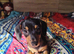Jack Russell x dachshund