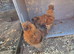 Pair of Silkies