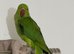 Stunning young Indian ringnick parrot