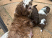 Chocolate Imperial Shihtzu