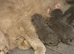 Stunning chunky BSH male kittens READY NOW