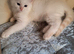 GCCF 1 Ragdoll kitten Reduced